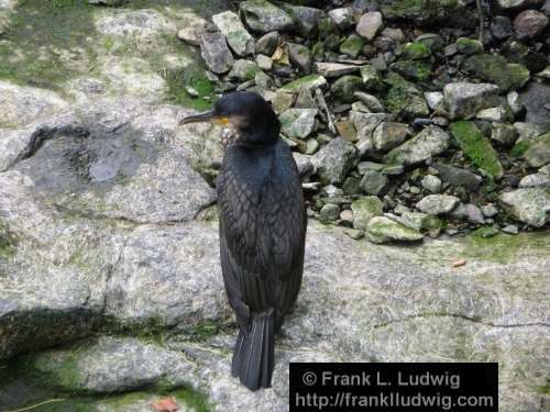 Cormorant at the Garavogue